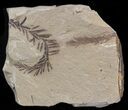 Metasequoia (Dawn Redwood) Fossil - Montana #41453-1